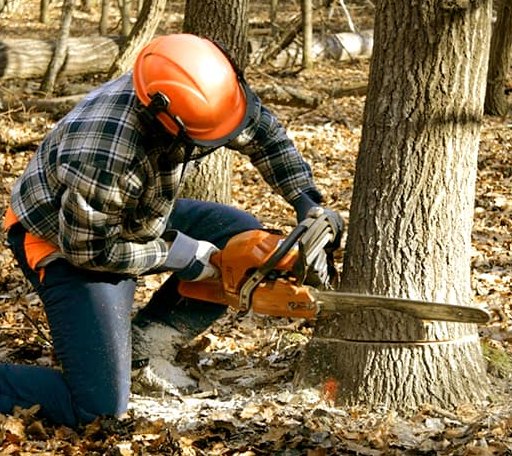 Tree Removal in Bernardston, MA